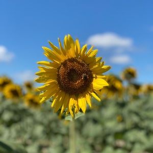 Meet your Posher, Farah